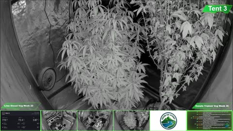 Growing Donutz Triploid & Lilac Diesel in RDWC