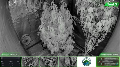 Growing Donutz Triploid & Lilac Diesel in RDWC