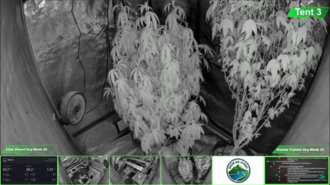 Growing Donutz Triploid & Lilac Diesel in RDWC
