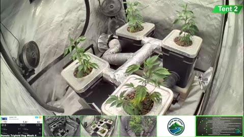 Growing Donutz Triploid & Lilac Diesel in RDWC