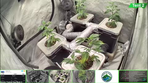 Growing Donutz Triploid & Lilac Diesel in RDWC
