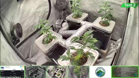 Growing Donutz Triploid & Lilac Diesel in RDWC