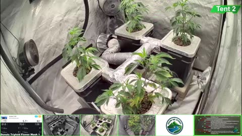 Growing Donutz Triploid & Lilac Diesel in RDWC