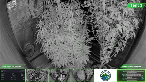 Growing Donutz Triploid & Lilac Diesel in RDWC