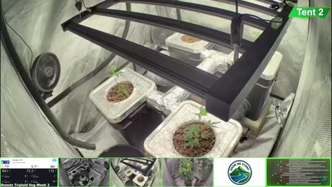 Growing Donutz Triploid & Lilac Diesel in RDWC