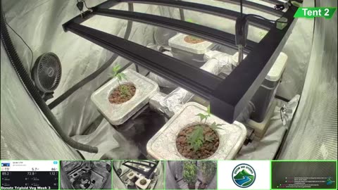Growing Donutz Triploid & Lilac Diesel in RDWC