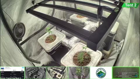 Growing Donutz Triploid & Lilac Diesel in RDWC