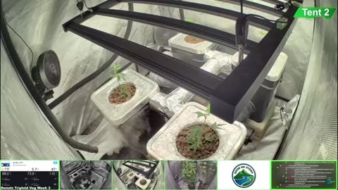 Growing Donutz Triploid & Lilac Diesel in RDWC