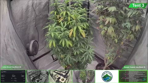 Growing Donutz Triploid & Lilac Diesel in RDWC