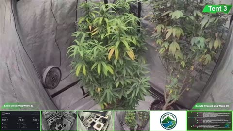 Growing Donutz Triploid & Lilac Diesel in RDWC