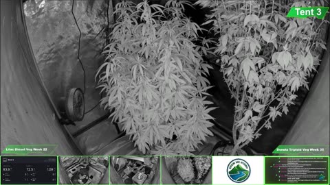 Growing Donutz Triploid & Lilac Diesel in RDWC