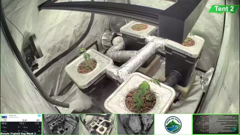 Growing Donutz Triploid & Lilac Diesel in RDWC