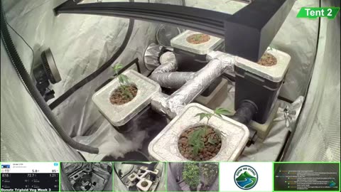 Growing Donutz Triploid & Lilac Diesel in RDWC
