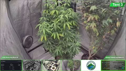 Growing Donutz Triploid & Lilac Diesel in RDWC