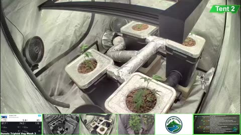 Growing Donutz Triploid & Lilac Diesel in RDWC