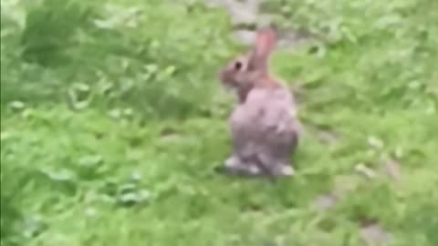 Rabbit 🐇