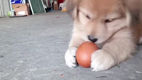 Cute dog the daily life of furry children if you dont own a wone