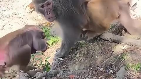 Video funny