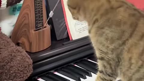 Funny cat compilation