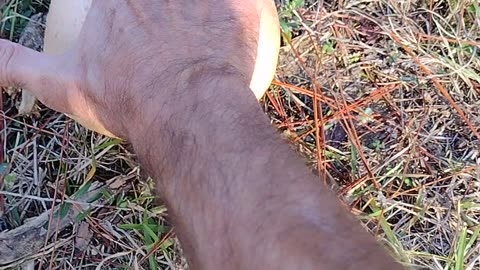 Amanita Muscaria growing wild