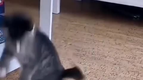 Funny Animal Videos