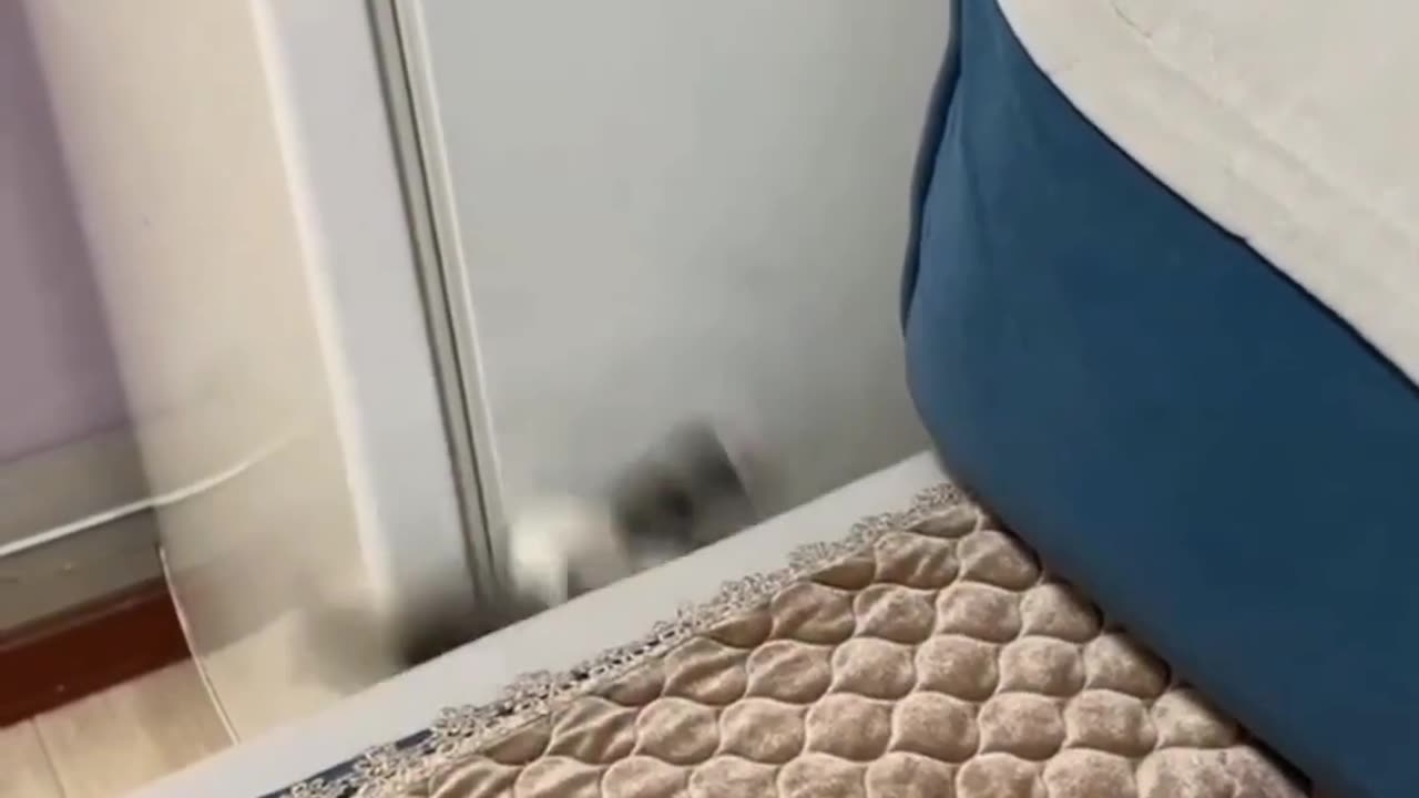 Playful and funny domestic cats