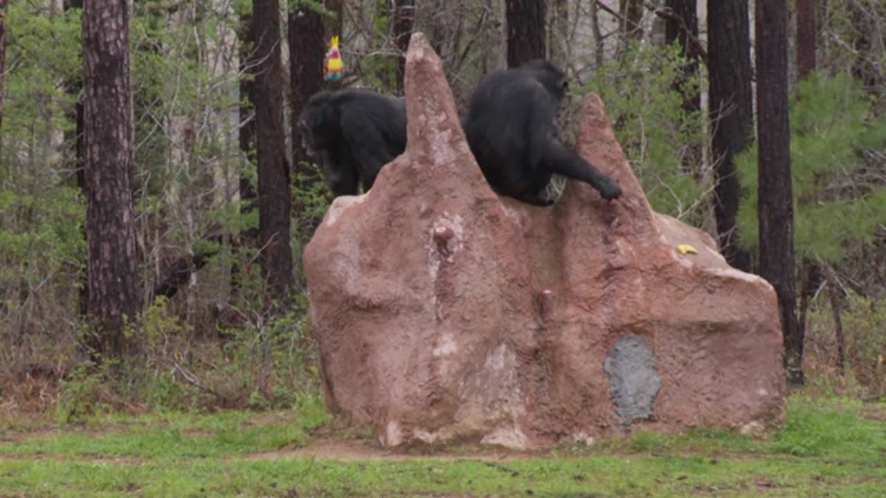 1530-12 - Human Evolution in All Directions