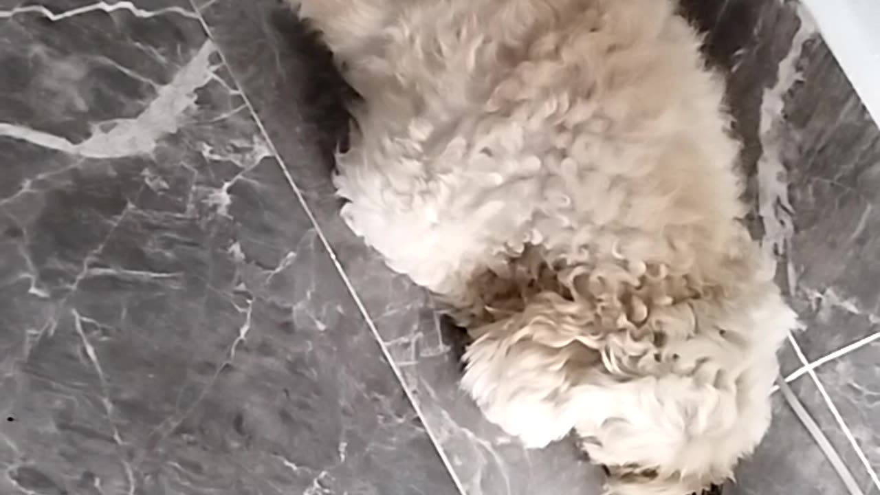 Dog cute