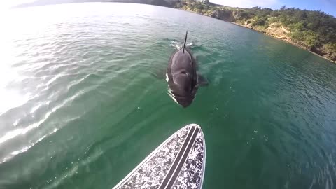 Killer Whale Tries to Bite Surfboard - Your Daily Does of Internet