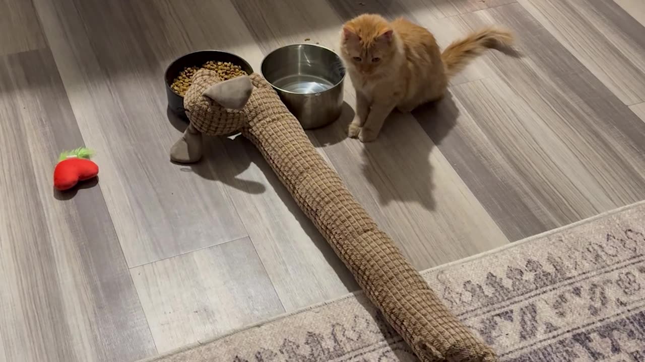 Cat Waits for Toy Dog to Eat First