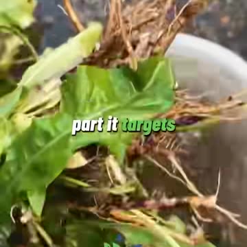 COULD THIS BE WHY THEY WORK SO HARD MAKING US KILL DANDELIONS ?