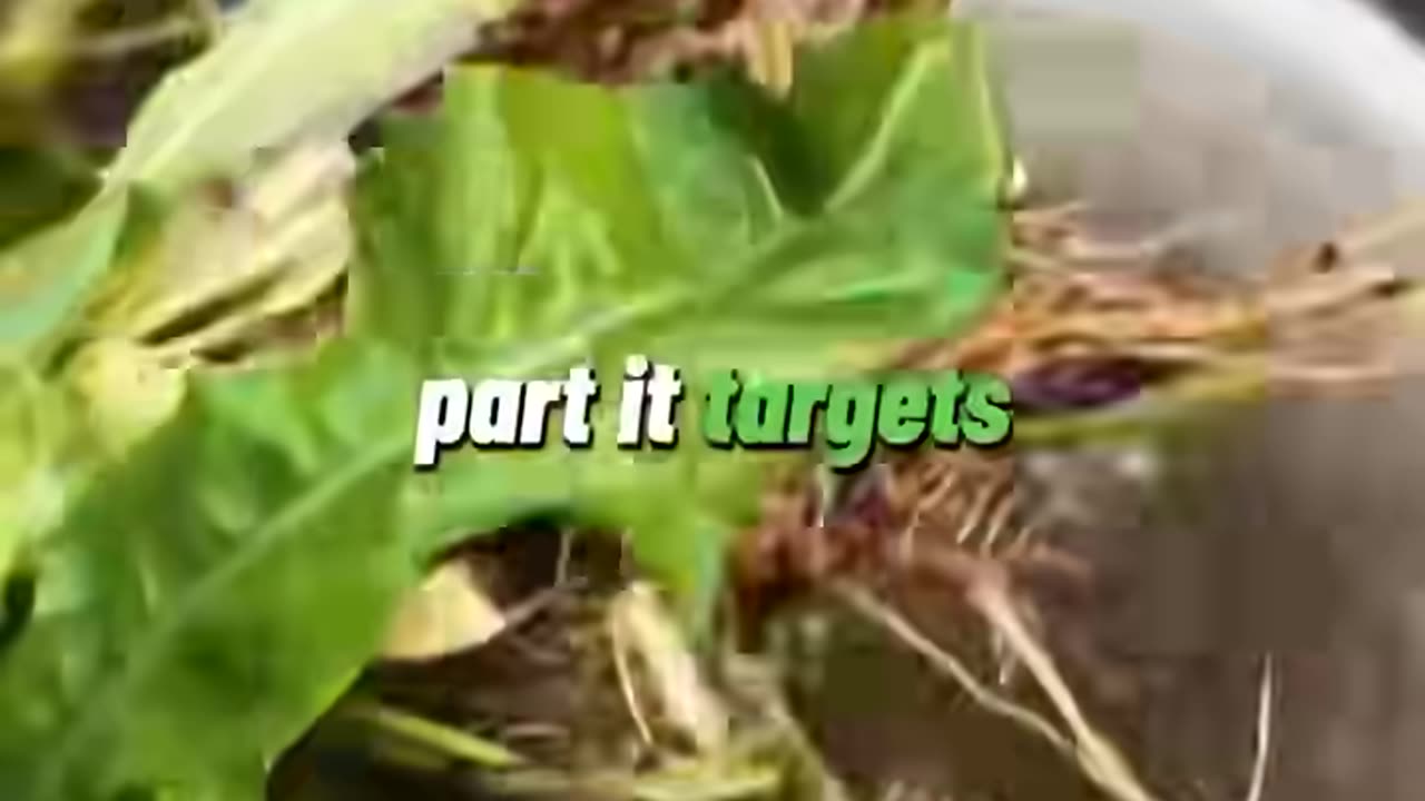 COULD THIS BE WHY THEY WORK SO HARD MAKING US KILL DANDELIONS ?