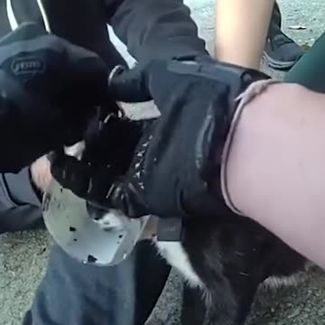 Police Rescue Cat with Its Head Stuck in a Plastic Jar