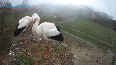 Quick reaction of storks to uninvited guests in the nest 🦆🦆