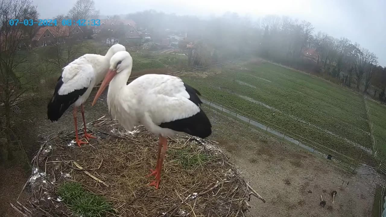 Quick reaction of storks to uninvited guests in the nest 🦆🦆