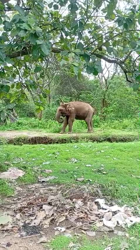 Born Free & Roam Free - Part Two