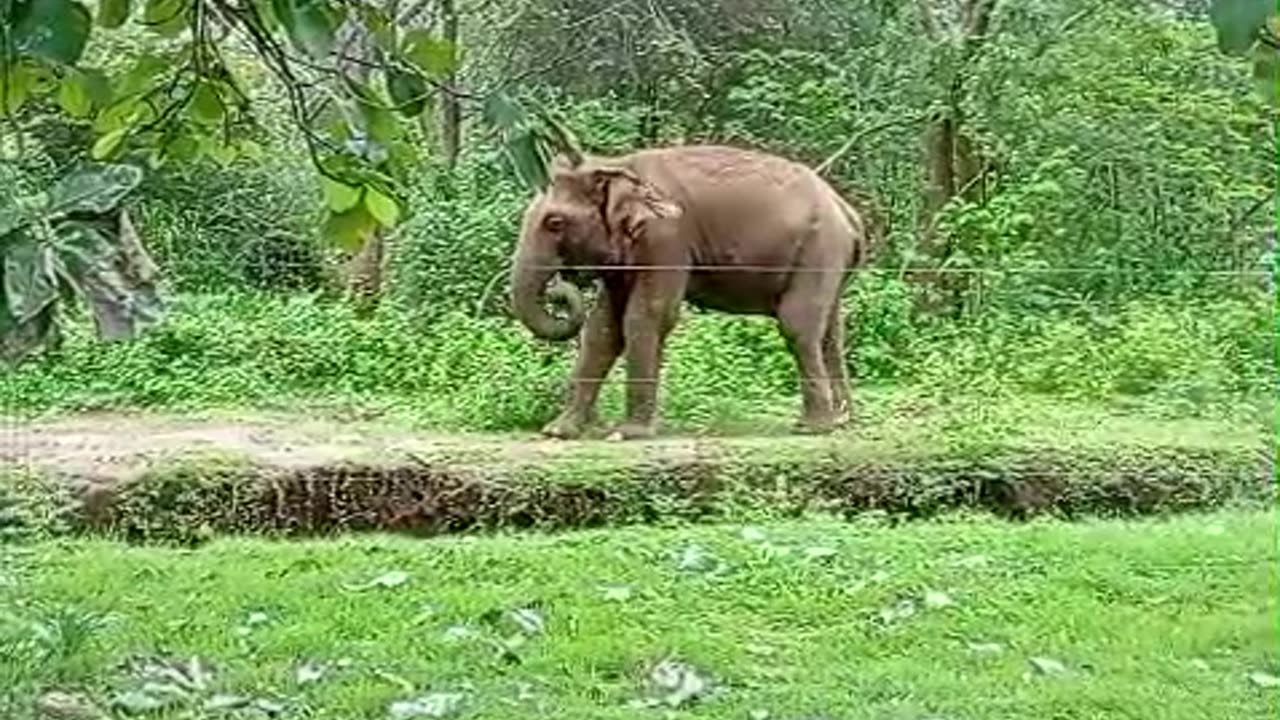 Born Free & Roam Free - Part Two