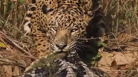 🤯✨ Jaguar vs. Caiman: Intense River Battle! | FeedMyCuriosity