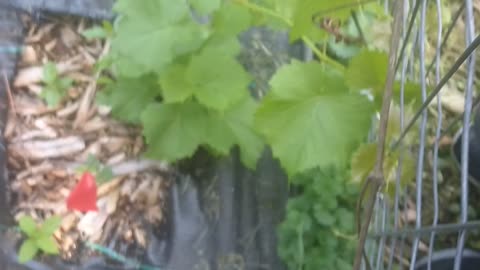 Grape vine and blueberries