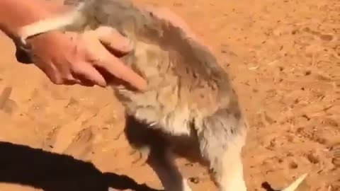 Fun Animals