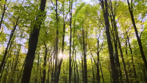 Ave Maria (Instrumental) - Traditional Beautiful Hymn
