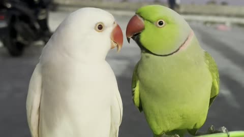 ✨ Parrots – true friends ✨