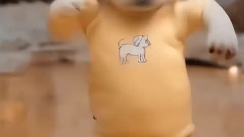 Dancing Puppy Deli 🐶😂 Cute Dog Shows Off Dance Moves