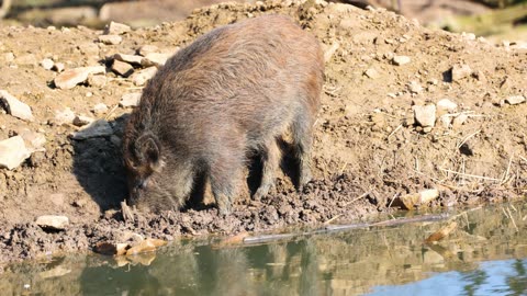 Animal behavior animals animals in the wild