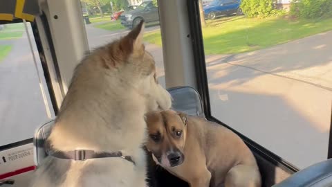 Littels Dog's Comedy Videos 🤣 so cute videos 😍 funny videos 🤣 so much for watching this video 😂