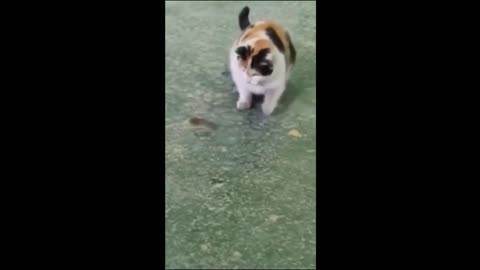 Funny pet animals