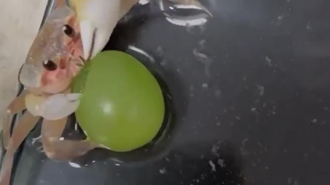 Lil crab eating a grape