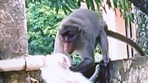 An unlikely friendship 🐶🐒