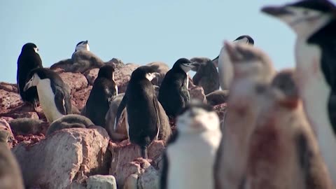 Antarctic warming speeds up penguin breeding, study finds