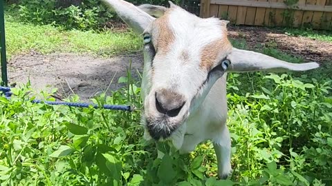 Peta wants to see you